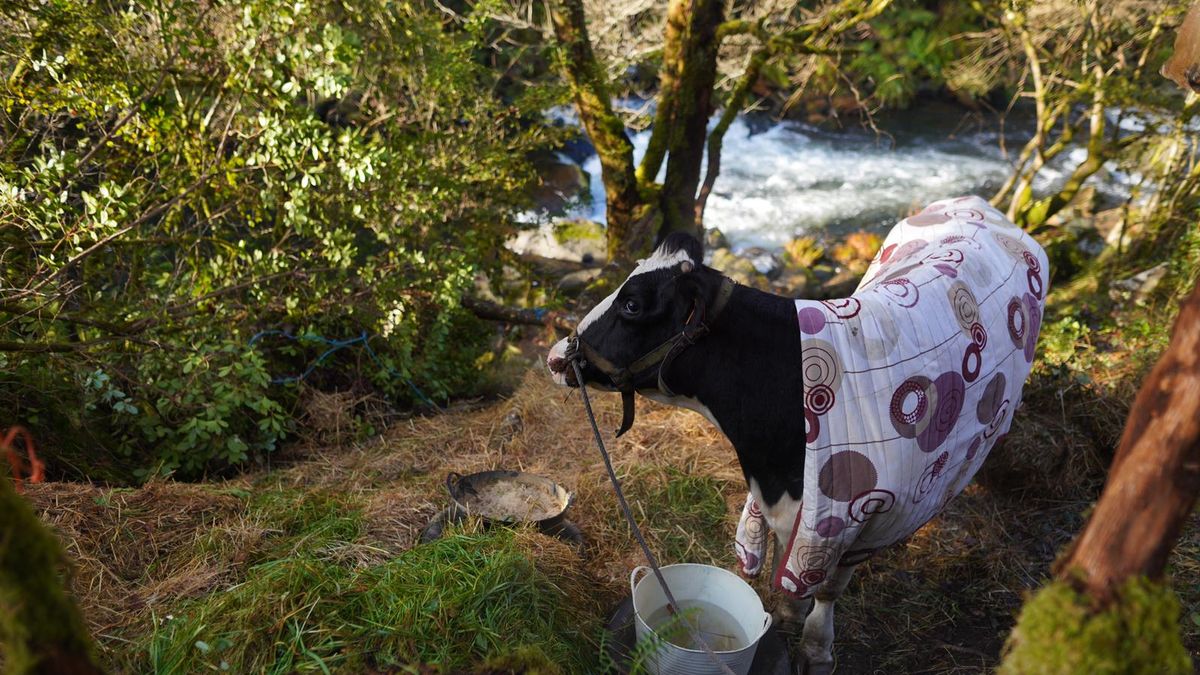 Turnos para cuidar y dormir con una vaca embaraza atrapada junto al río en Vila Cruces