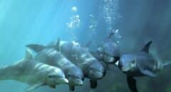 Relacionan el descenso de salinidad marina con una enfermedad tópica en delfines