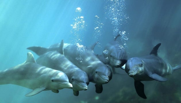 Delfines nadando en el mar