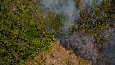 Compromiso histórico en la cumbre del clima para la protección de “los pulmones del planeta”