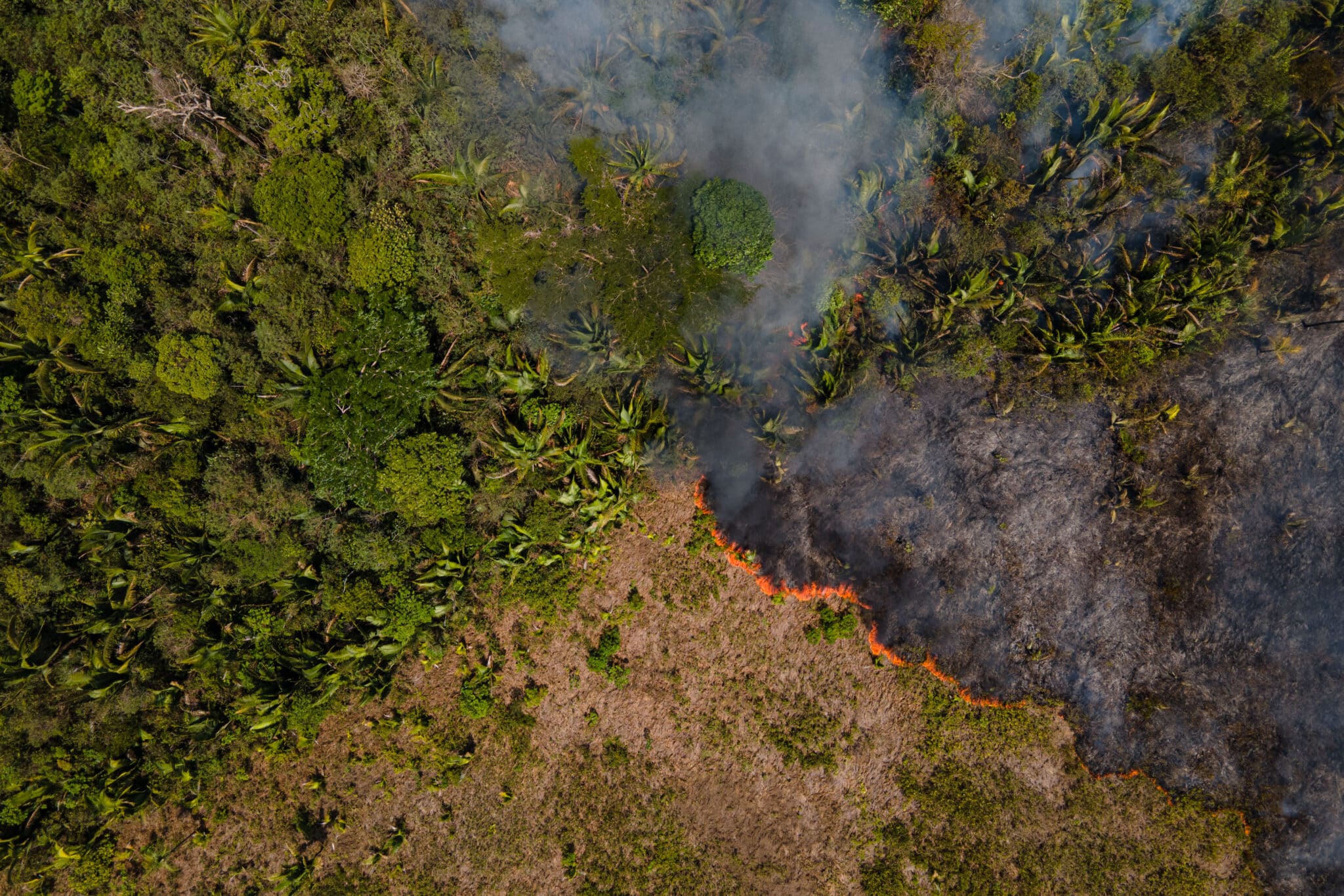 Compromiso histórico en la cumbre del clima para la protección de “los pulmones del planeta”