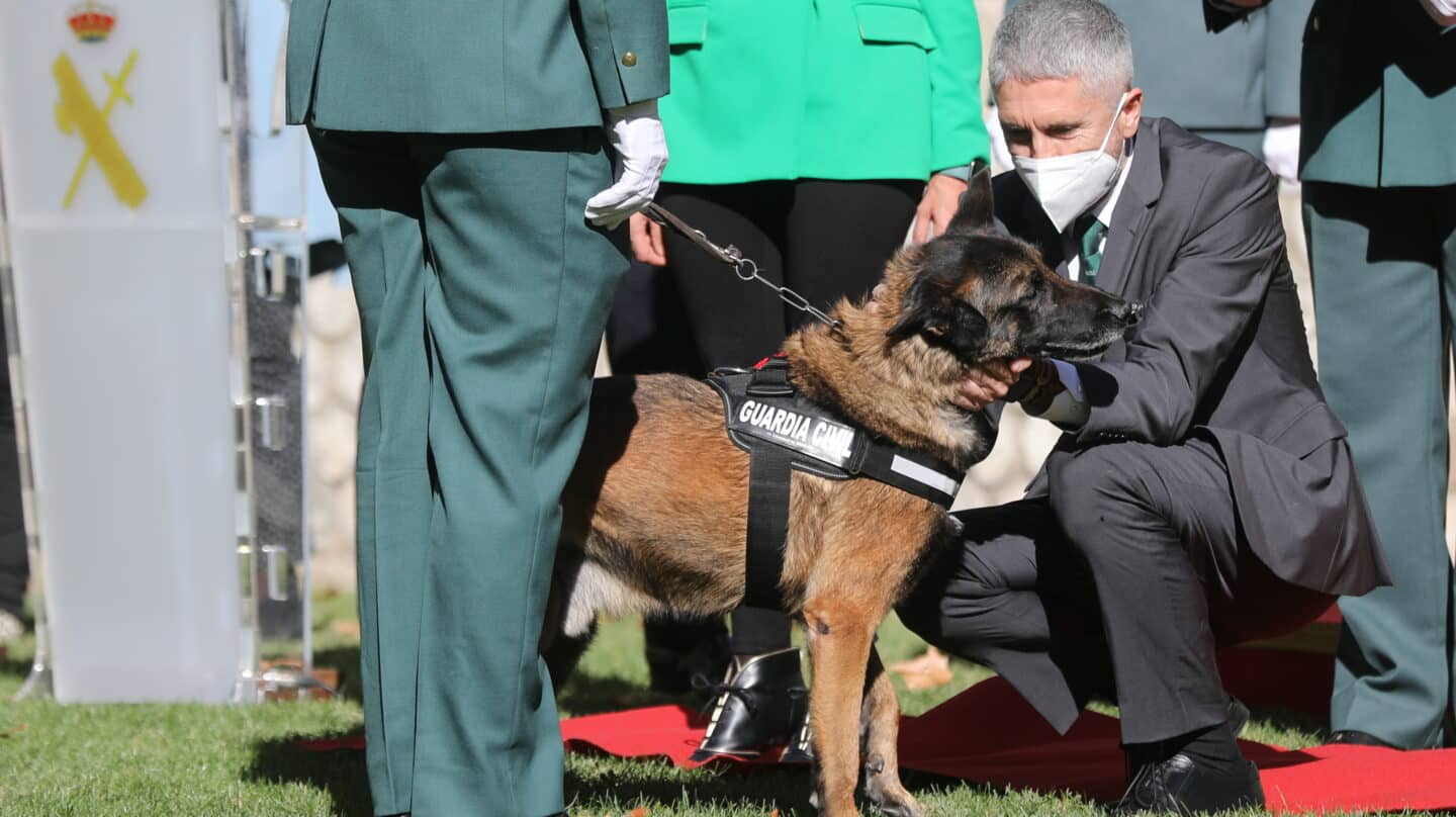 Fernando Grande-Marlaska, en la entrega de premios caninos de la Guardia Civil.