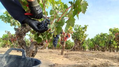 España adelanta a Francia como segundo país del mundo por producción de vino