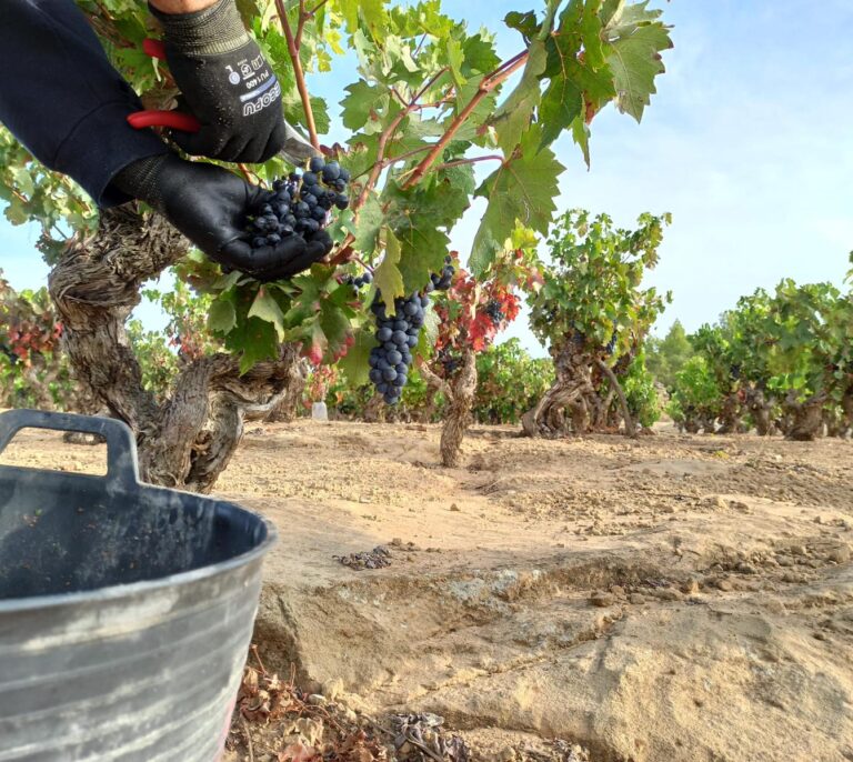 España adelanta a Francia como segundo país del mundo por producción de vino