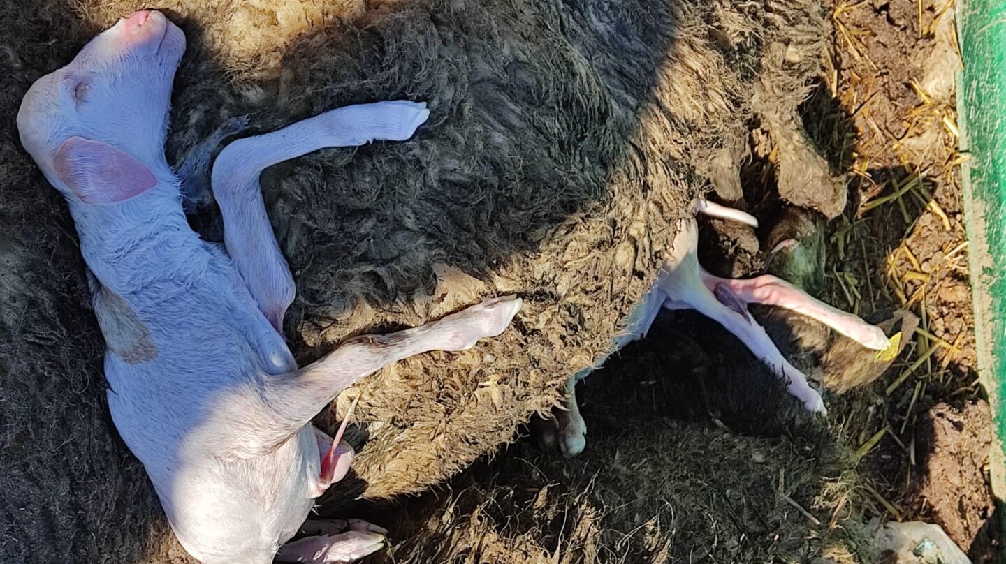 Ovejas atacadas por lobos en Revellinos de Campos (Zamora)