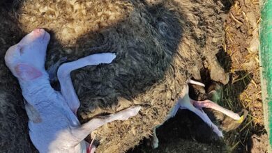 30 ovejas muertas, dos familias en apuros y un colegio sin niños: "Antes de que coma el lobo, que coma mi hijo"