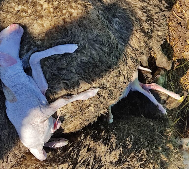 30 ovejas muertas, dos familias en apuros y un colegio sin niños: "Antes de que coma el lobo, que coma mi hijo"