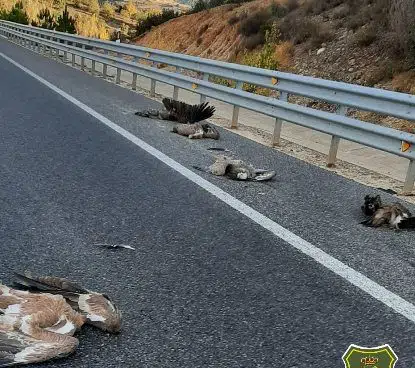 Investigan a un vecino de Soria por el atropello de seis buitres leonados
