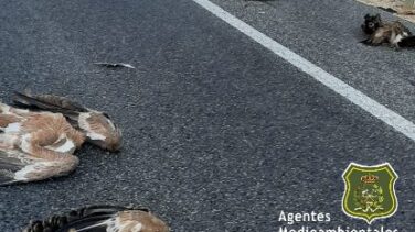 Investigan a un vecino de Soria por el atropello de seis buitres leonados
