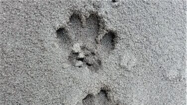 Las huellas de los animales en las cenizas del volcán