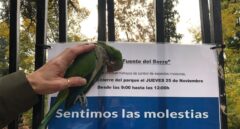 Polémica entre animalistas y el Ayuntamiento de Madrid por la caza a perdigonazos de cotorras