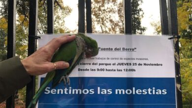 Polémica entre animalistas y el Ayuntamiento de Madrid por la caza a perdigonazos de cotorras