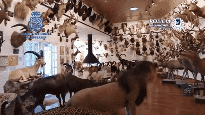 Las piezas de animales disecados requisados por la Policía Nacional este jueves.