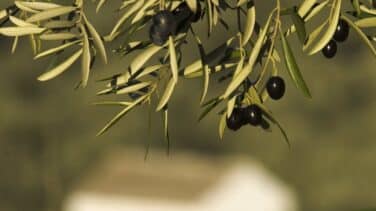 Ajos, cebollas y aceitunas multiplican su precio por hasta nueve al pasar del campo a la mesa