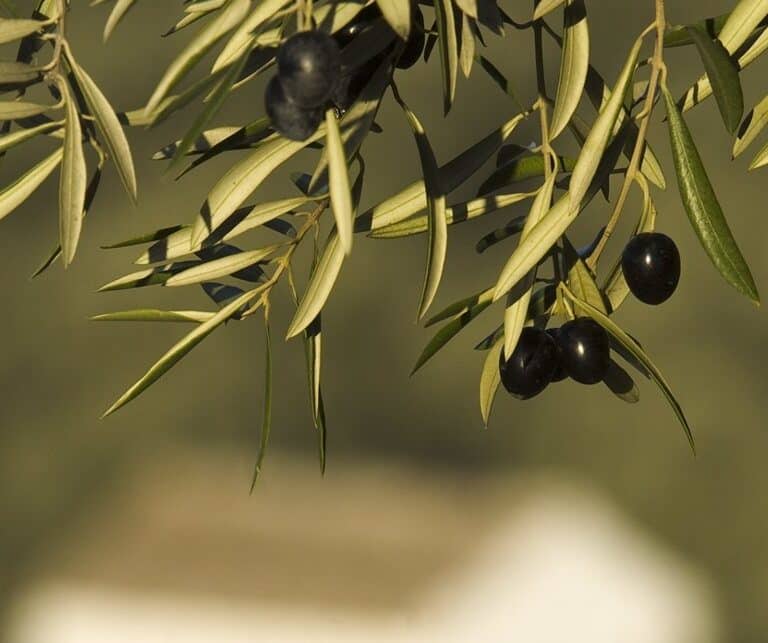 Ajos, cebollas y aceitunas multiplican su precio por hasta nueve al pasar del campo a la mesa