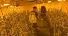 España, epicentro de la producción de cannabis en Europa