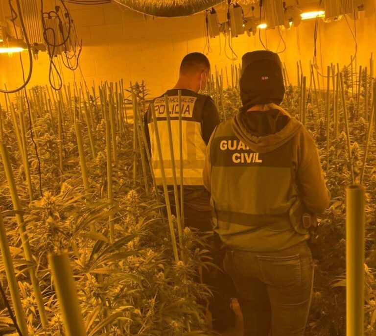 España, epicentro de la producción de cannabis en Europa