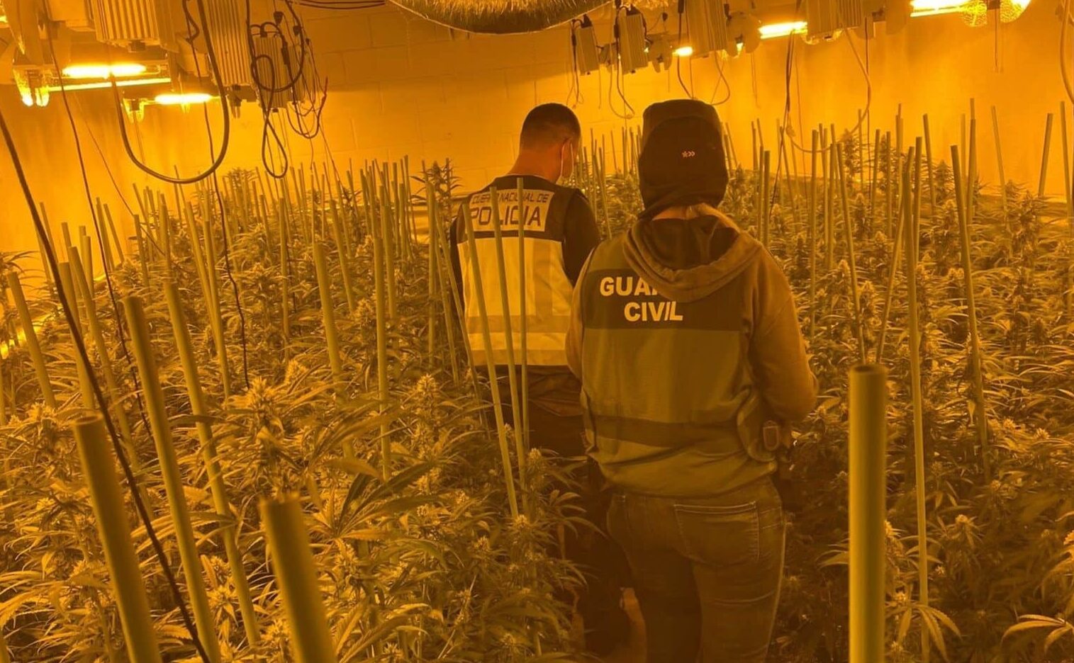 Detenidas una veintena de personas dedicadas al cultivo de marihuana y al blanqueo en apuestas deportivas