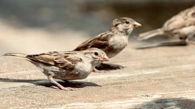 Las aves comunes desaparecen en Europa: “Es el anuncio de la sexta extinción de especies”