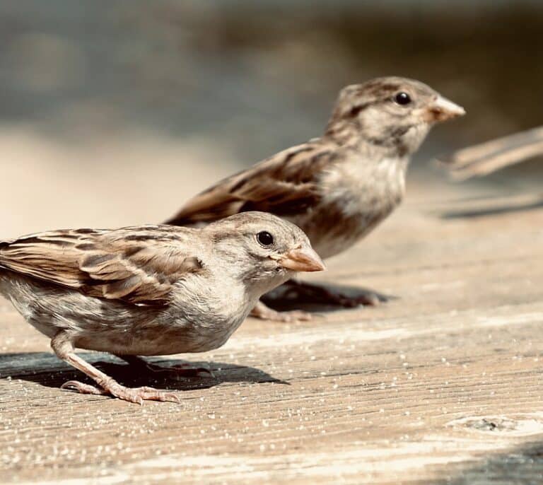 Las aves comunes desaparecen en Europa: “Es el anuncio de la sexta extinción de especies”