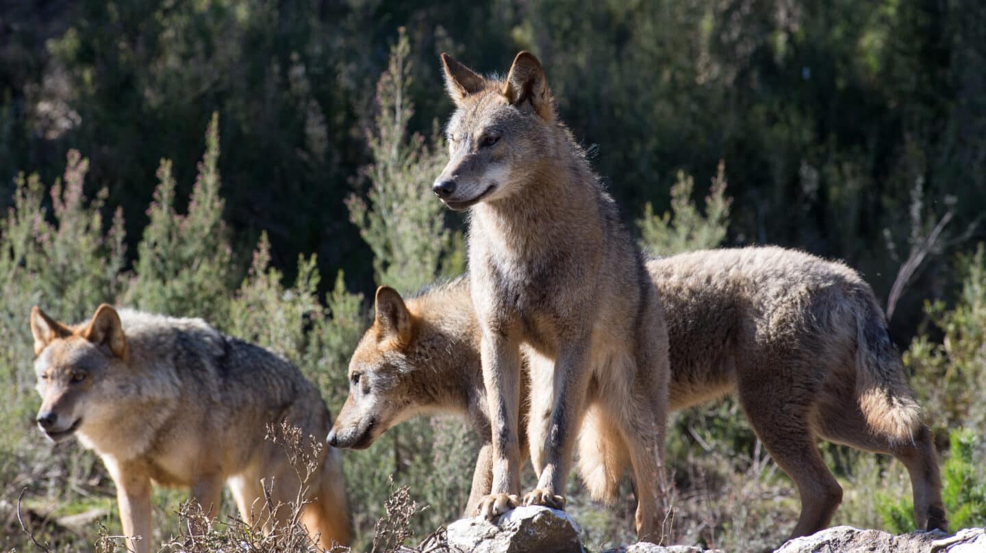 Varios lobos en el Centro del Lobo Ibérico en la localidad de Robledo de Sanabria, en Zamora.