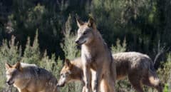 Ganaderos de Burgos denuncian que sufren ataques diarios de lobos, cada vez más cerca de los pueblos