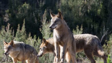 El limbo legal del lobo que abandona a los ganaderos: "Queremos pagaros, pero no podemos"