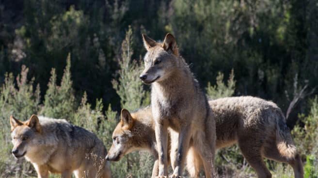 Varios lobos en el Centro del Lobo Ibérico en la localidad de Robledo de Sanabria, en Zamora.