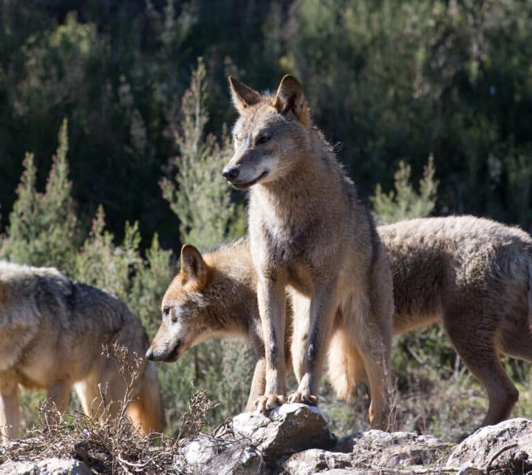 El limbo legal del lobo que abandona a los ganaderos: "Queremos pagaros, pero no podemos"