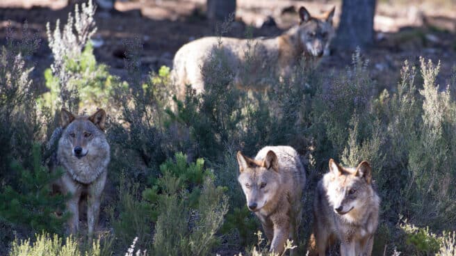 Centro del Lobo Ibérico en la localidad de Robledo de Sanabria, en Zamora. Centro del Lobo Ibérico en la localidad de Robledo de Sanabria, en Zamora.