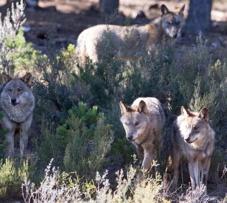 El Gobierno lleva al Constitucional la ley de Castilla y León que mantiene al lobo como especie de caza