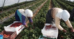 La falta de mano de obra para recoger la fresa: se buscan 10.000 españoles y se apuntan 800