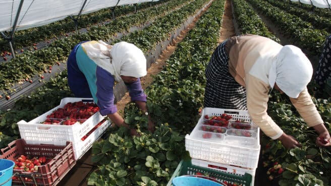 Dos temporeras marroquíes recolectan fresas en una explotación agrícola de Huelva.