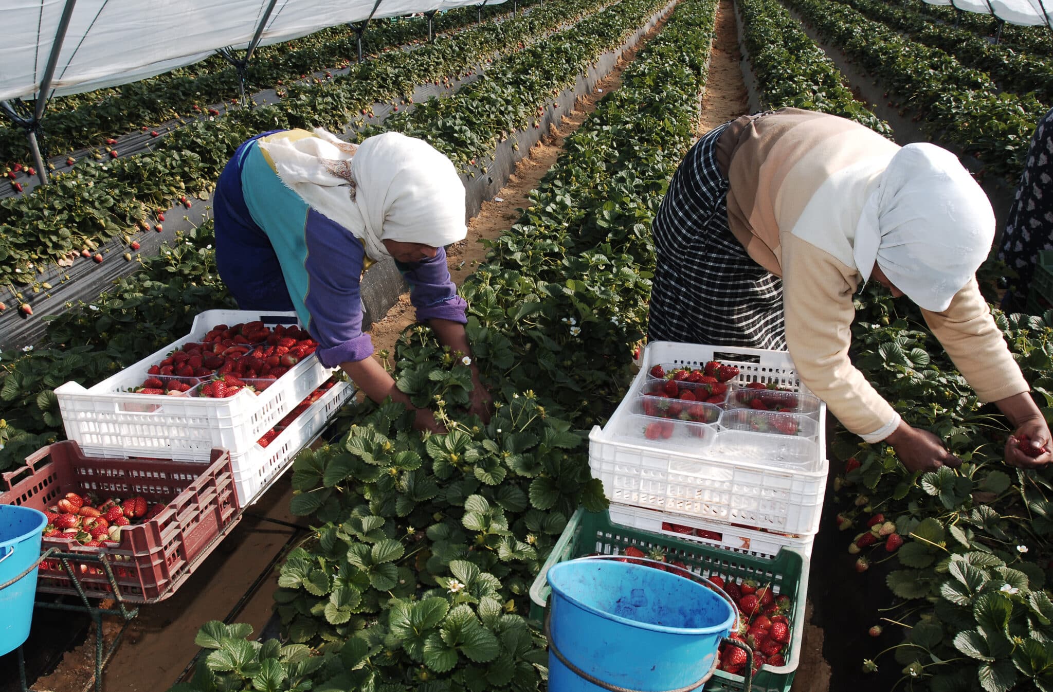 Dos temporeras marroquíes recolectan fresas en una explotación agrícola de Huelva.