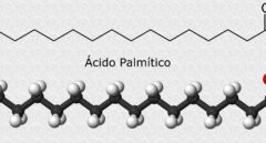 Un ácido graso de aceite de palma aumenta el riesgo de que se propague el cáncer