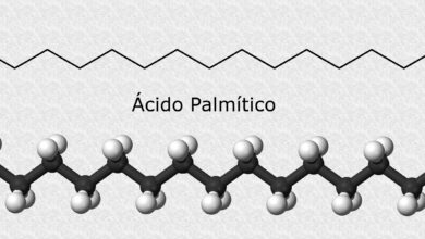 Un ácido graso de aceite de palma aumenta el riesgo de que se propague el cáncer