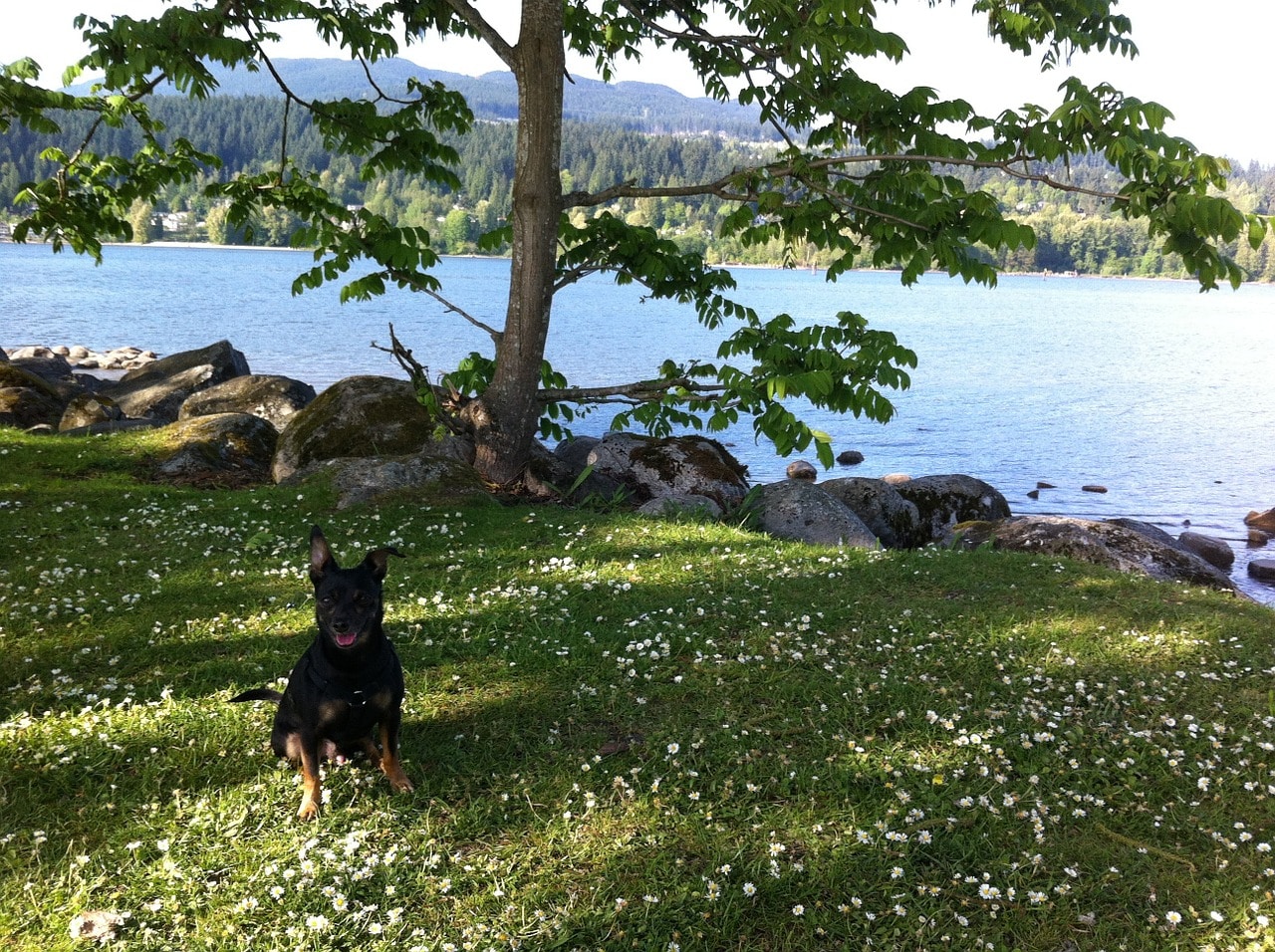 Un perro en un parque.