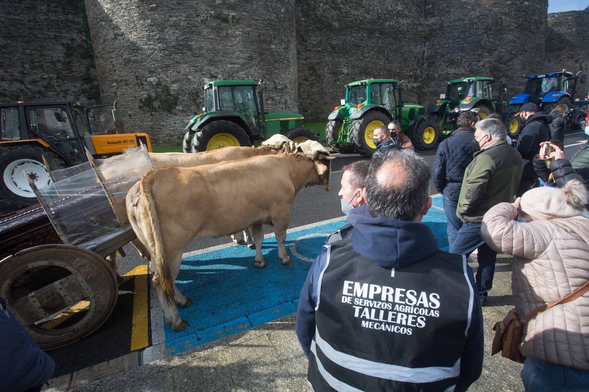 Ganaderos protestan con sus reses y sus tractores por los precios de la leche, en Lugo.