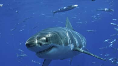 Muere un surfista atacado por un tiburón blanco