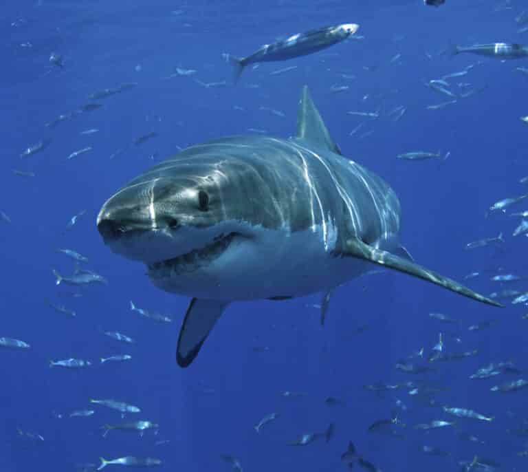 El mapa mundial de los ataques de tiburones