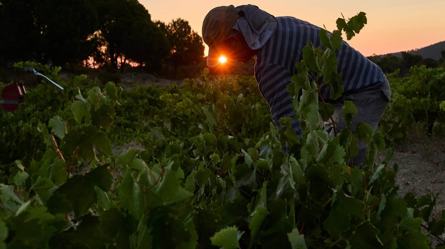 Vino naranja, el vino de 'Platero y yo' que Juan Ramón Jiménez bebió "como un corazón generoso"