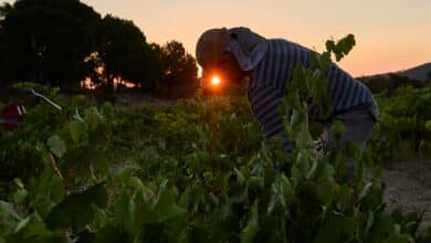 Vino naranja, el vino de 'Platero y yo' que Juan Ramón Jiménez bebió "como un corazón generoso"