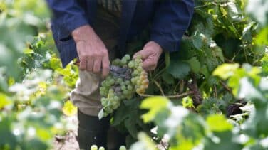 Encuentran a un hombre muerto dentro de una cuba de vino en Galicia