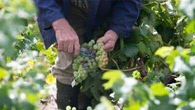 Encuentran a un hombre muerto dentro de una cuba de vino en Galicia