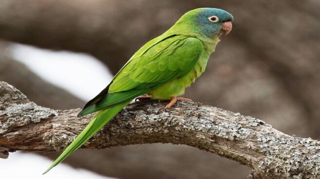 Loro aratinga en la rama de un árbol