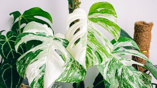 Hojas de una monstera variegata.