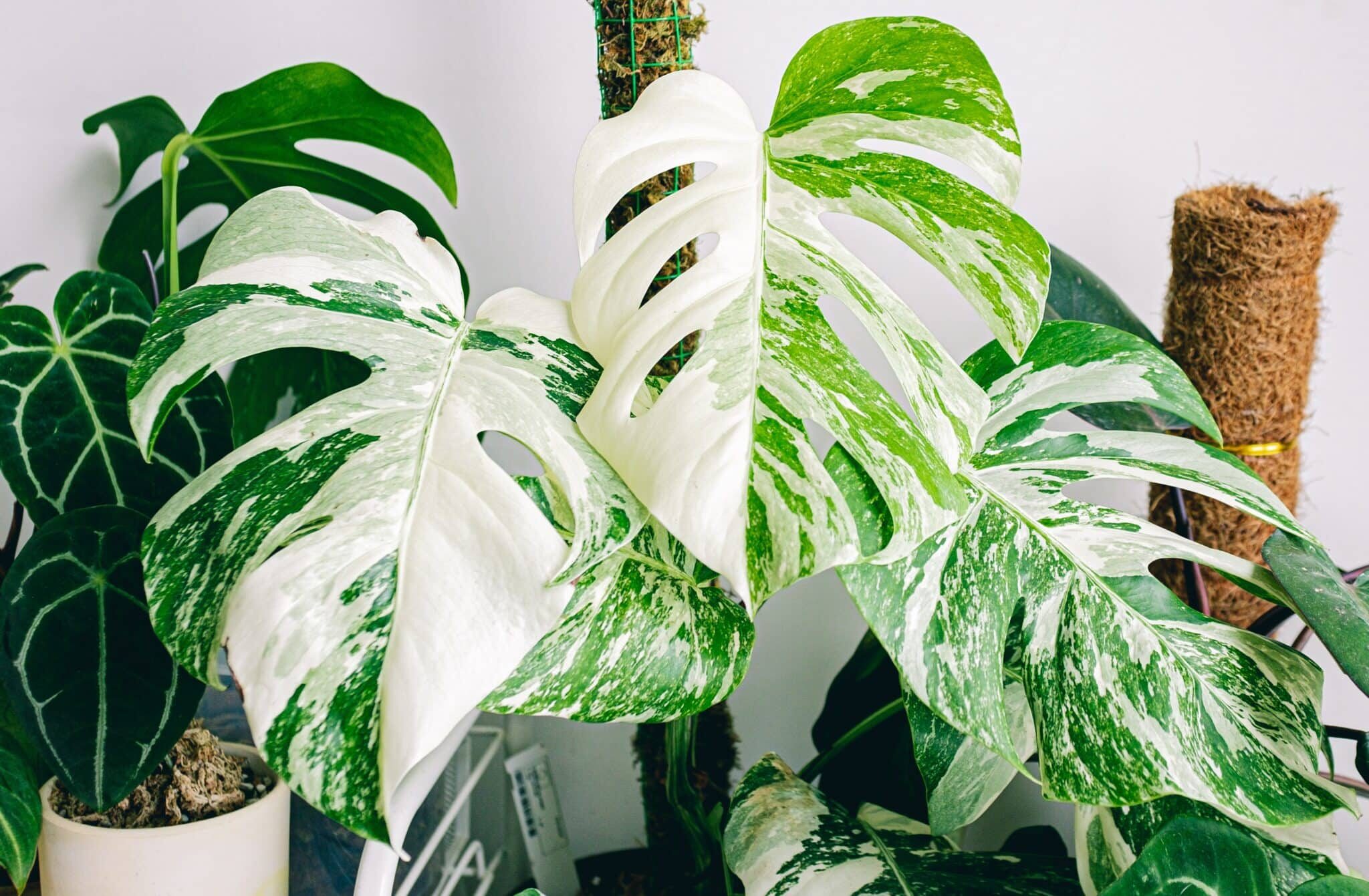 Hojas de una monstera variegata.