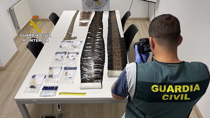 Pieles de serpientes incautadas en el País Vasco por la Guardia Civil