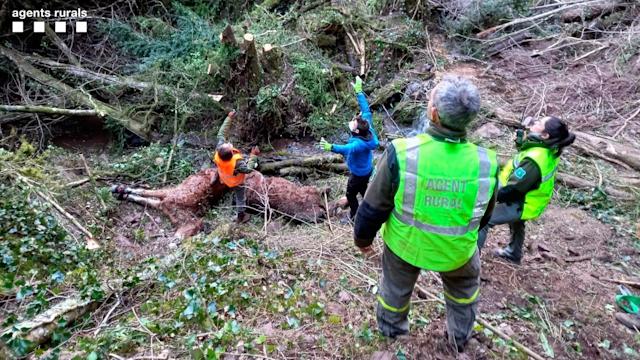 15 caballos muertos al despeñarse por un barranco para huir de unos perros