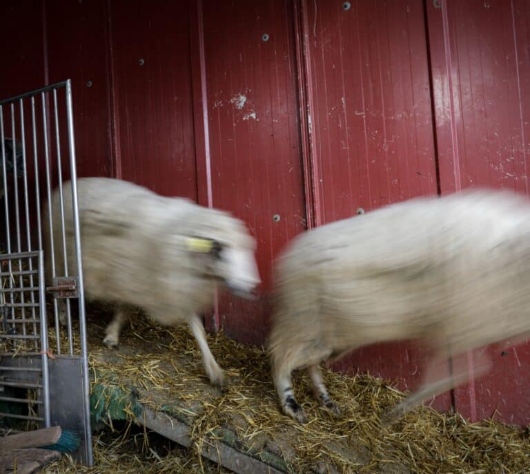 La ganadería intensiva está bien vigilada en España